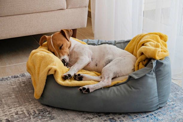 Designing a Pet-Friendly Home