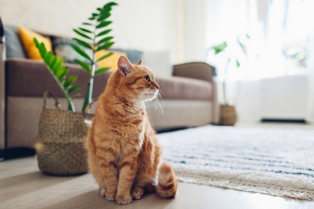 Pet-Friendly Home