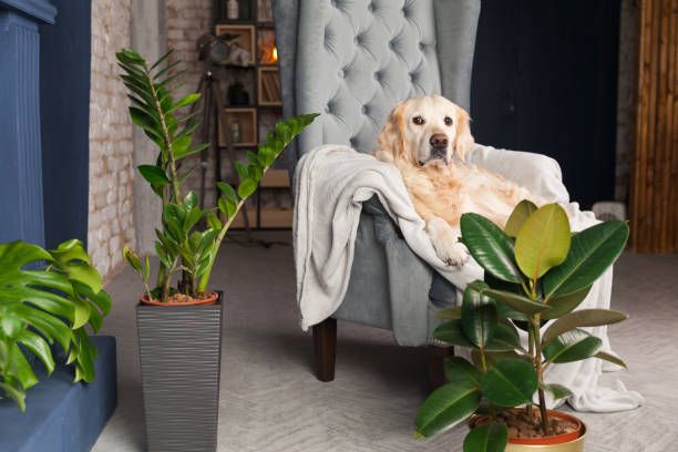 furniture cleaning tips-pets